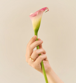 Anillo oro Papallones